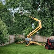 Best Tree Preservation Services  in Fairfield, CA