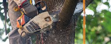 Best Emergency Tree Removal  in Fairfield, CA