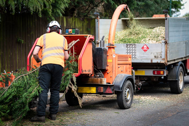 How Our Tree Care Process Works  in  Fairfield, CA