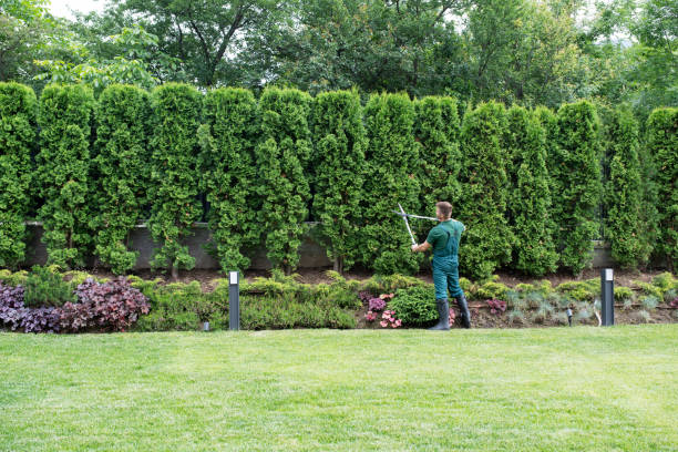 Best Tree Risk Assessment  in Fairfield, CA