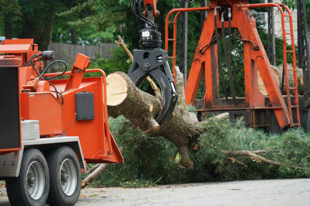 Best Tree Health Inspection  in Fairfield, CA