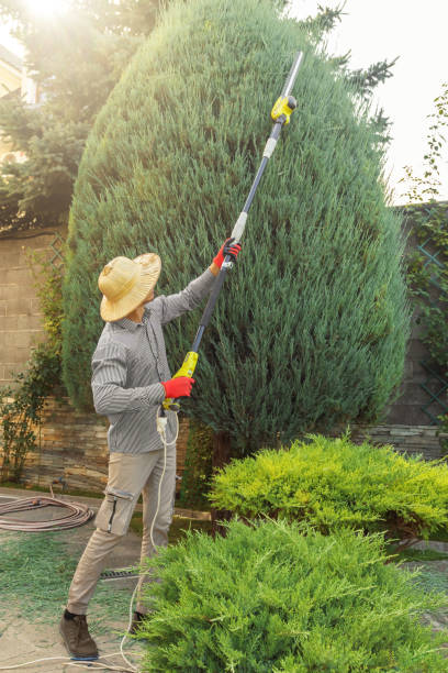 Best Sod Installation  in Fairfield, CA