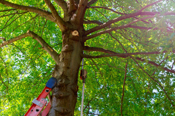 Best Tree and Shrub Care  in Fairfield, CA